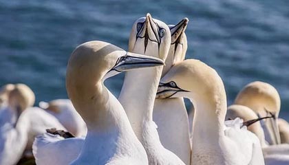 2026世界杯直播app下载-许家印确立新核心！郑智上位总经理 卡帅已被架空？