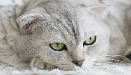 2026世界杯官方软件-费纳均为新积分系统受益者 女单第一原本竟是她！