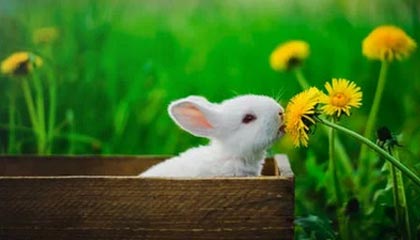 2026世界杯官方软件-费纳均为新积分系统受益者 女单第一原本竟是她！